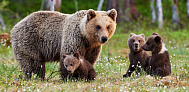 На Алтае туристы сняли на видео медведицу с медвежатами